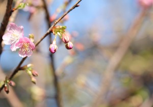 IMG_7652