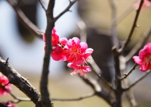 spring is here