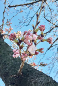 お花見&歓迎会