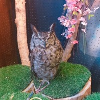ふくろうカフェに行ってきました!!