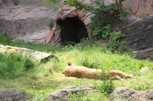 東山動物園へ