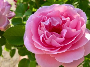 キシコの薔薇物語(2017年版)