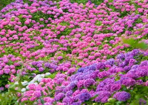 紫陽花