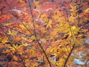 紅葉狩り