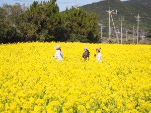 菜の花畑