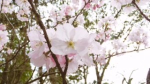 祈願