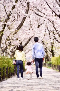 桜並木